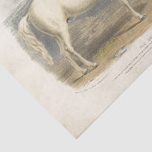 Horse Ephemera Decoupage  Arabisch Tissuepapier (Detail)