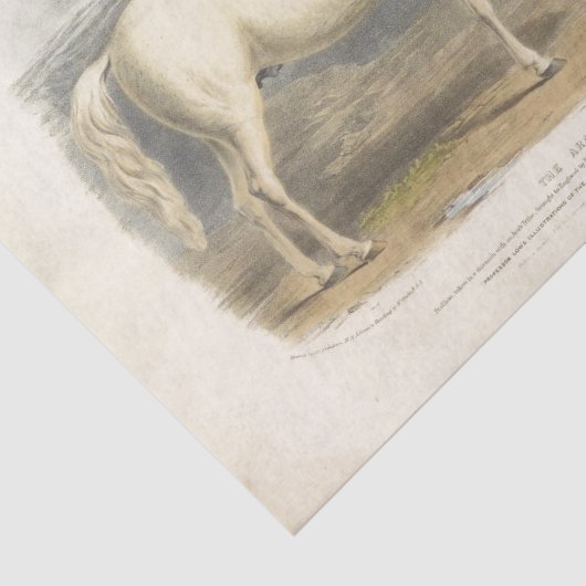 Horse Ephemera Decoupage  Arabisch Tissuepapier (Detail)