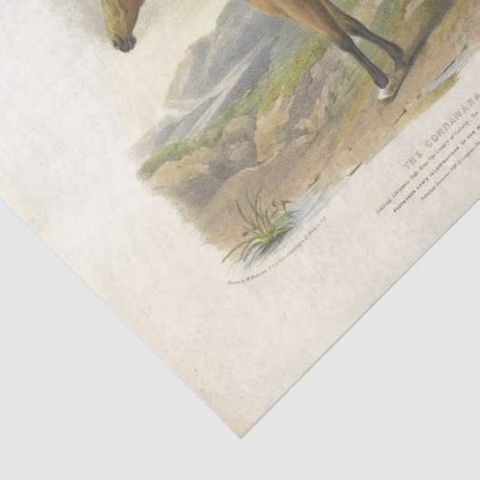 Horse Ephemera Decoupage Brown Tissuepapier (Detail)