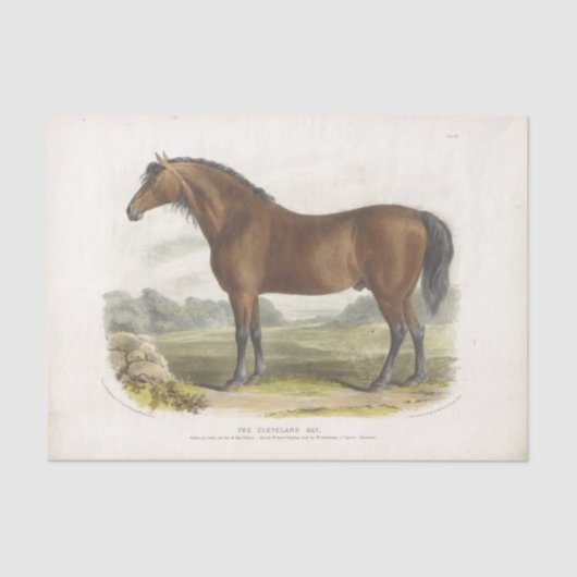 Horse Ephemera Decoupage  Cleveland Bay Tissuepapier (Voorkant)