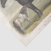 Horse Ephemera Decoupage  Clydesdale Tissuepapier (Detail)