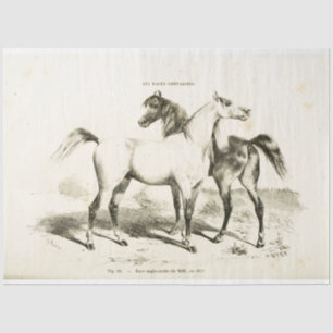 Horse Ephemera Decoupage  Frans Weefsel Pap Tissuepapier