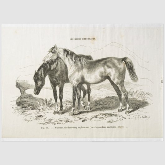 Horse Ephemera Decoupage  Frans Weefsel Pap Tissuepapier (Voorkant)
