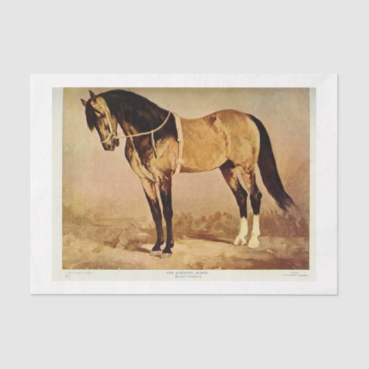 Horse Ephemera Decoupage Tissuepapier (Voorkant)
