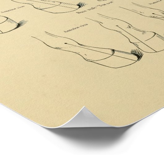 Horse Equine Conformation Chart Legs Gait Poster (Hoek)