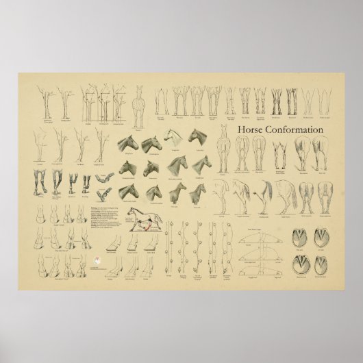 Horse Equine Conformation Chart Legs Gait Poster (Voorkant)