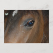 Horse Eye Briefkaart (Voorkant)