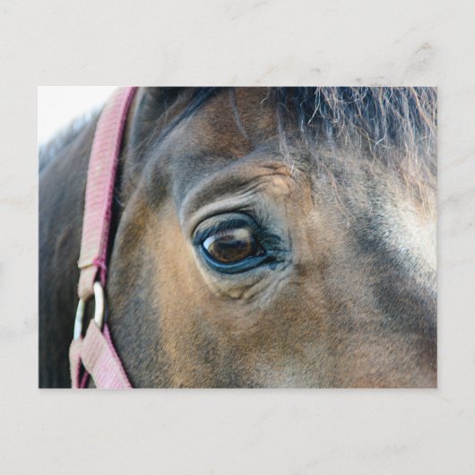 Horse Eye Briefkaart (Voorkant)