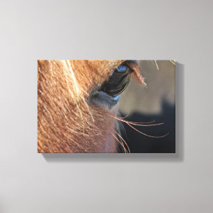 Horse Eye Canvas Afdruk