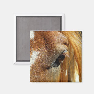 Horse Eye Closeup Magneet