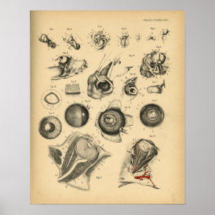 Horse Eye Ear Nose Anatomy 1908  Print