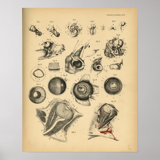Horse Eye Ear Nose Anatomy 1908  Print (Voorkant)