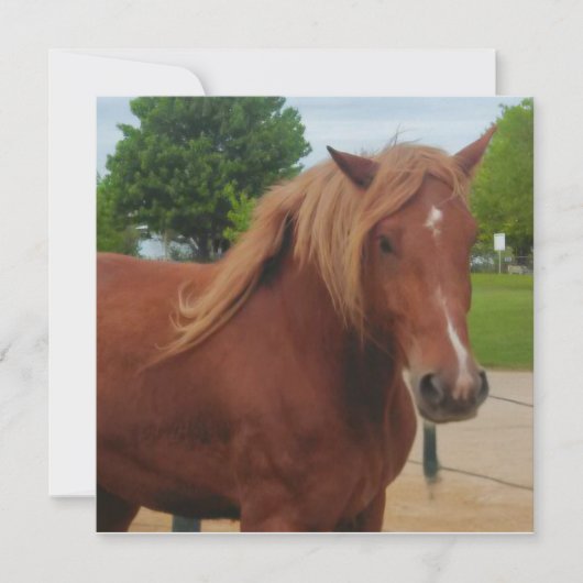 Horse Flat Card Cute Country Western Equine Note (Voorkant)