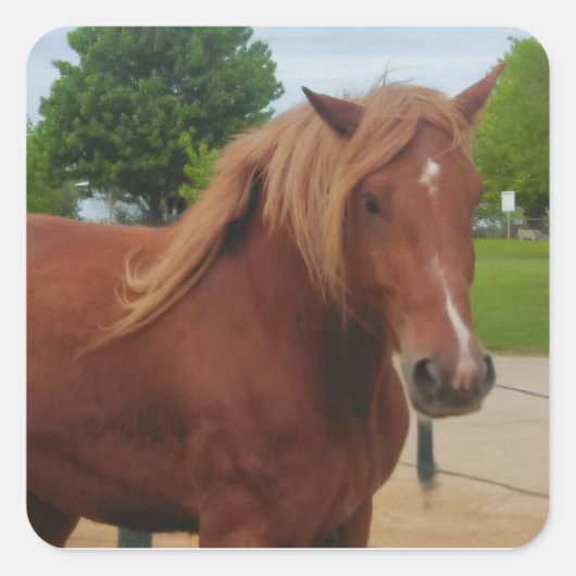 Horse Flat Card Cute Country Western Equine Note Vierkante Sticker (Voorkant)