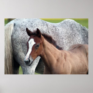 Horse Foal Art Poster -60x40 - andere maten