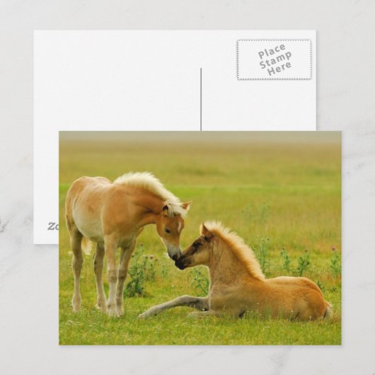 Horse Foals Briefkaart (Voorkant / Achterkant)