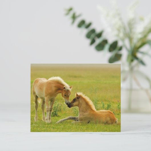 Horse Foals Briefkaart (Staand voorkant)