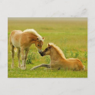 Horse Foals Briefkaart