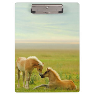 Horse Foals Klembord