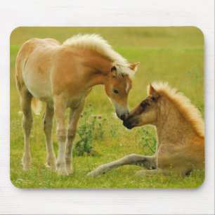 Horse Foals Muismat