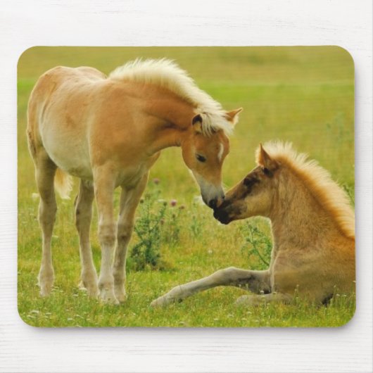 Horse Foals Muismat (Voorkant)