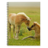 Horse Foals Notitieboek (Voorkant)