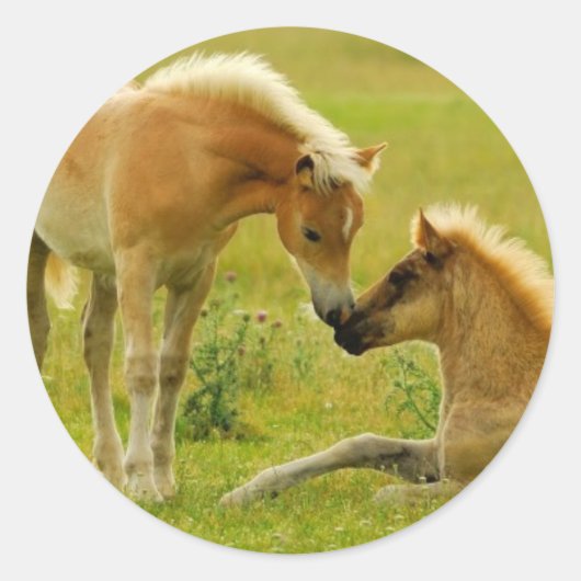 Horse Foals Ronde Sticker (Voorkant)