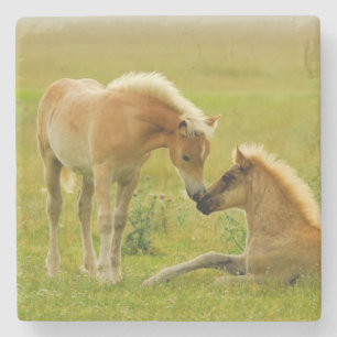 Horse Foals Stenen Onderzetter