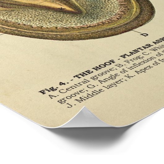 Horse Foot Hoof Anatomary Chart Poster (Hoek)