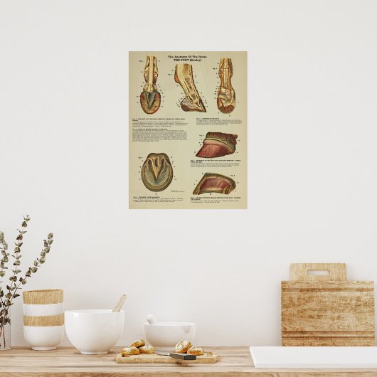 Horse Foot Hoof Anatomary Chart Poster (Keuken)
