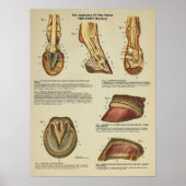 Horse Foot Hoof Anatomary Chart Poster (Voorkant)
