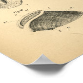 Horse Foot Hoof Anatomy 1908  Print (Hoek)