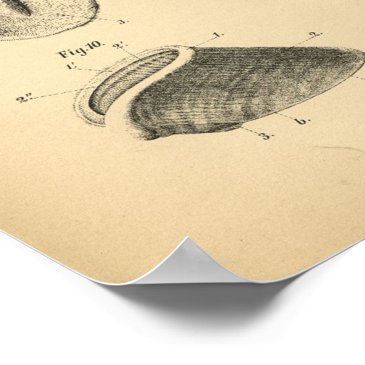 Horse Foot Hoof Anatomy 1908  Print (Hoek)