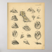 Horse Foot Hoof Anatomy 1908  Print (Voorkant)