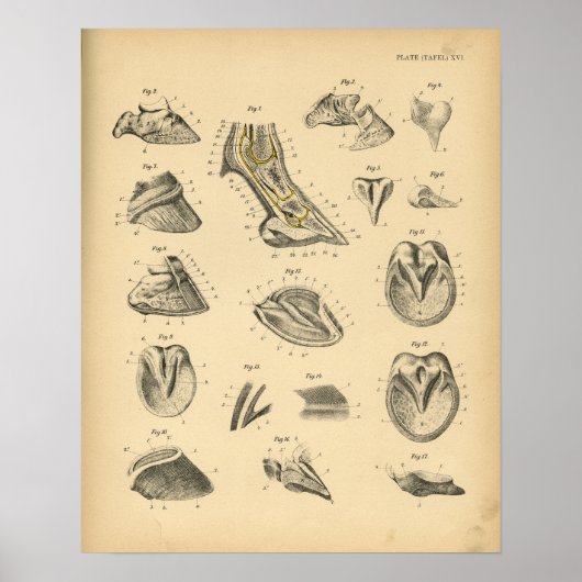 Horse Foot Hoof Anatomy 1908  Print (Voorkant)