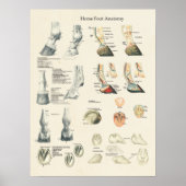 Horse Foot Hoof Leg Anatomer Farrier Chart Poster (Voorkant)