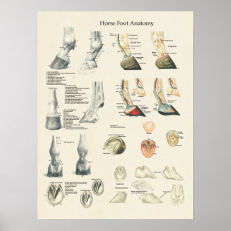 Horse Foot Hoof Leg Anatomer Farrier Chart Poster