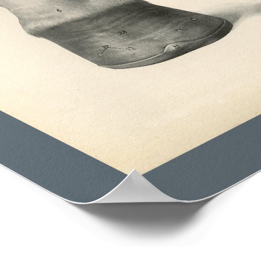 Horse Foot Hoof Veterinary Anatomy Print (Hoek)