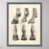 Horse Foot Hoof Veterinary Anatomy Print (Voorkant)