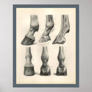 Horse Foot Hoof Veterinary Anatomy Print