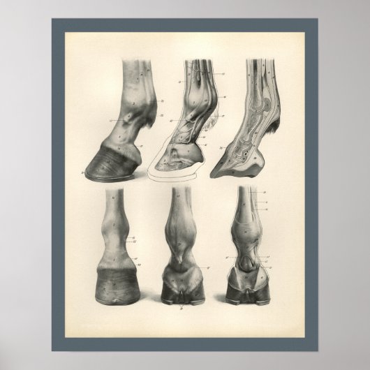 Horse Foot Hoof Veterinary Anatomy Print (Voorkant)
