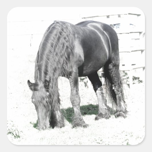 Horse Friesian Stallion Animal Natuur zwart wit Vierkante Sticker (Voorkant)
