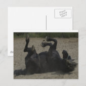 HORSE FROLICKING BRIEFKAART (Voorkant / Achterkant)