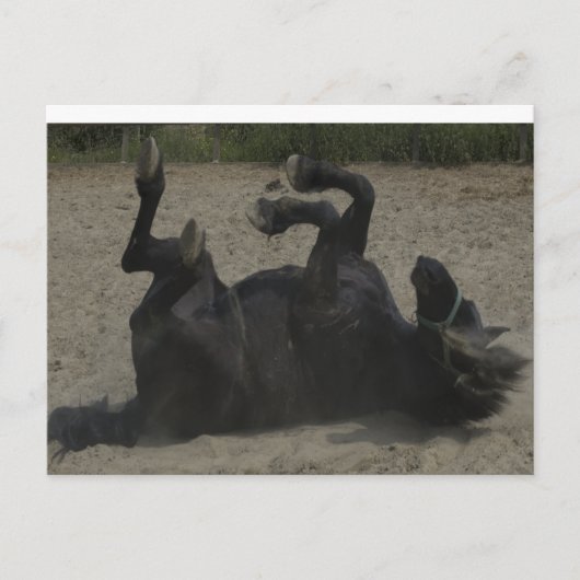 HORSE FROLICKING BRIEFKAART (Voorkant)