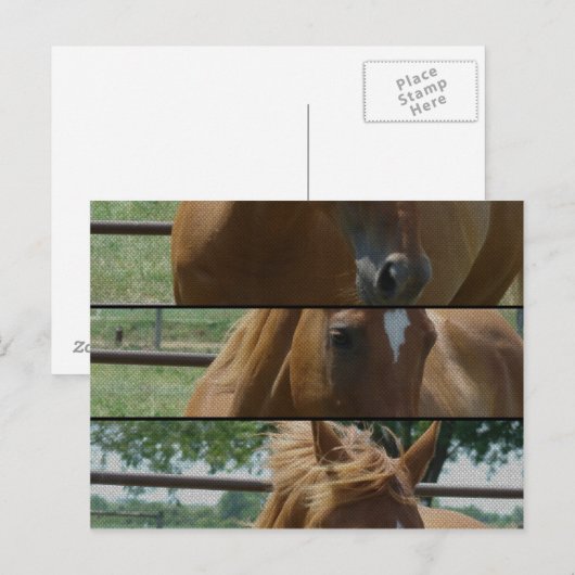 Horse Fun Briefkaart (Voorkant / Achterkant)