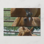 Horse Fun Briefkaart (Voorkant)