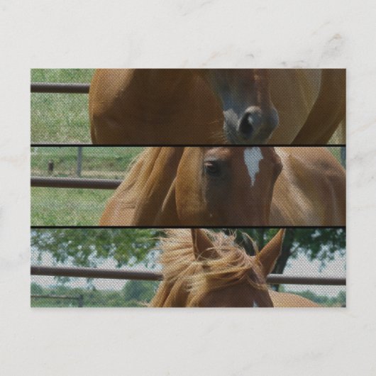 Horse Fun Briefkaart (Voorkant)