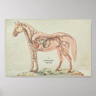 Horse harterijen Veins  anatomie afdrukken Poster