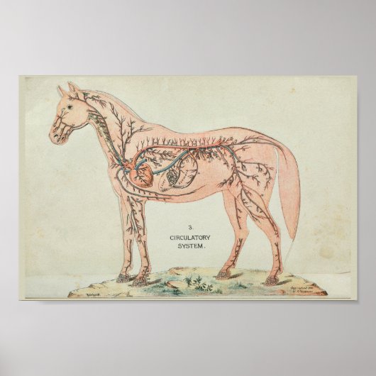 Horse harterijen Veins  anatomie afdrukken Poster (Voorkant)