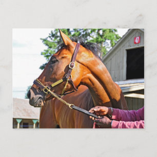 Horse Haven Barn #47 in Saratoga Briefkaart